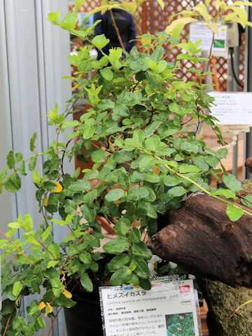 Lonicera japonica var. miyagusukiana