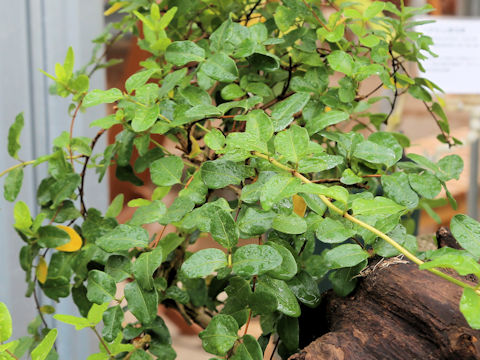 Lonicera japonica var. miyagusukiana