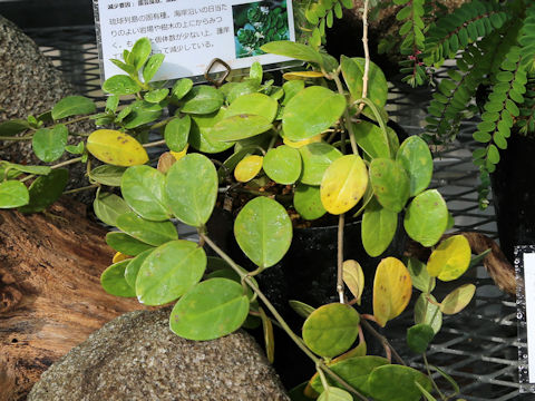 Lonicera japonica var. miyagusukiana