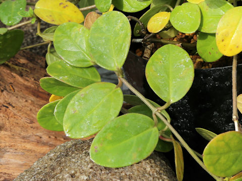 Lonicera japonica var. miyagusukiana