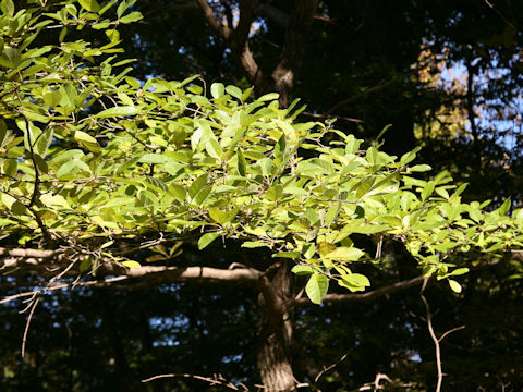 Chionanthus retusus