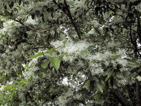 Chionanthus retusus