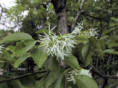 Chionanthus retusus