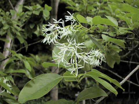 Chionanthus retusus