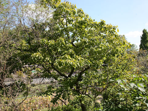 Chionanthus retusus