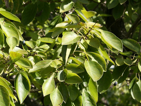 Chionanthus retusus