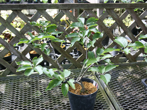 Ilex macrocarpa