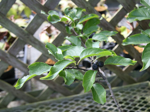 Ilex macrocarpa