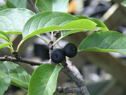 Ilex macrocarpa