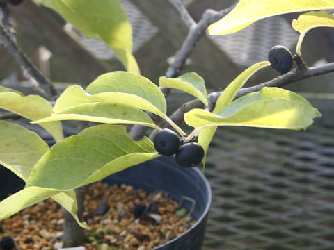 Ilex macrocarpa