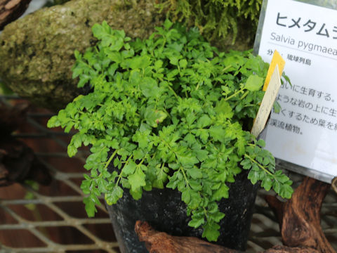 Salvia pygmaea