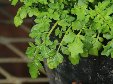 Salvia pygmaea