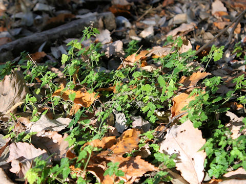 Scutellaria kikai-insularis