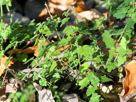 Scutellaria kikai-insularis