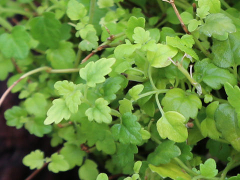 Scutellaria kikai-insularis