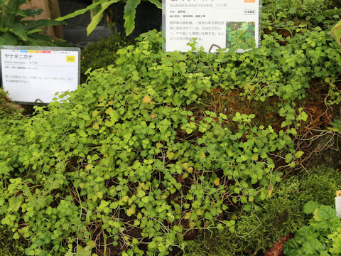 Scutellaria kikai-insularis