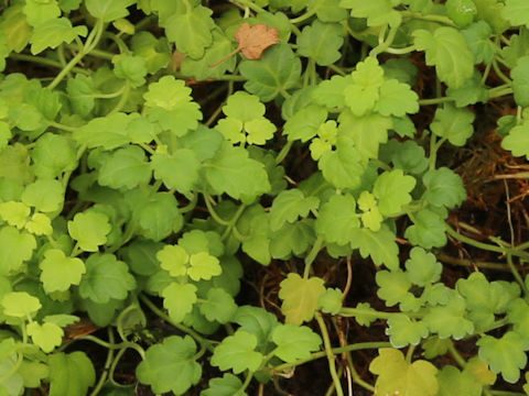 Scutellaria kikai-insularis