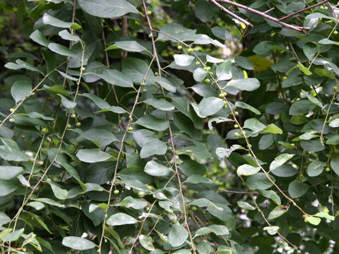 Securinega suffruticosa var. japonica