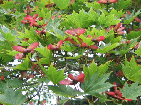 Acer tenuifolium