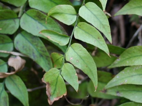 Cyrtomium macrophyllum var. macrophyllum