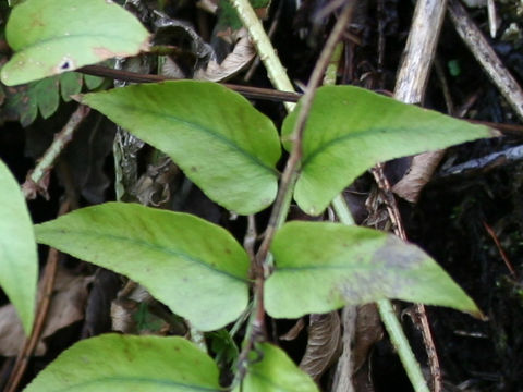 Cyrtomium macrophyllum var. macrophyllum