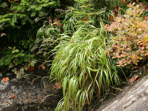 Calamagrostis hakonensis