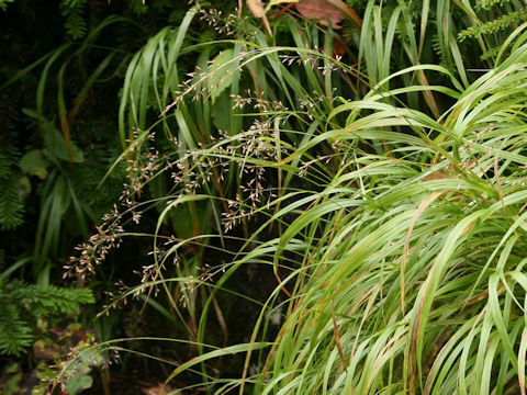 Calamagrostis hakonensis