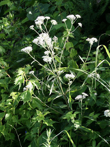 Eupatorium chinense