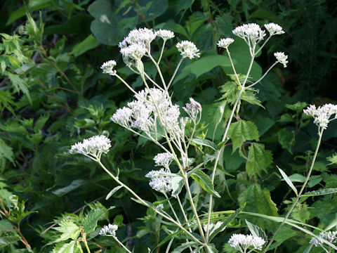 Eupatorium chinense