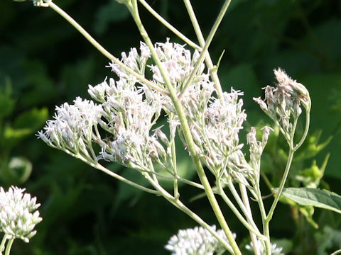 Eupatorium chinense