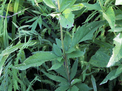 Eupatorium chinense