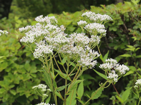 Eupatorium chinense