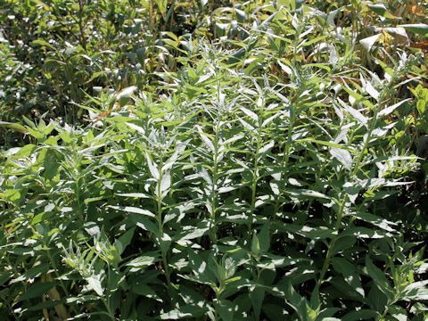 Artemisia monophylla