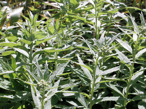 Artemisia monophylla