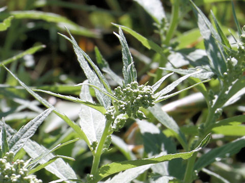 Artemisia monophylla