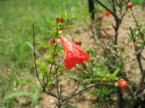 Punica granatum cv. Nana