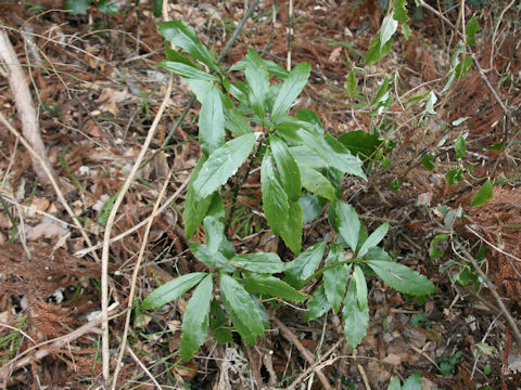 Aucuba japonica f. longifolia