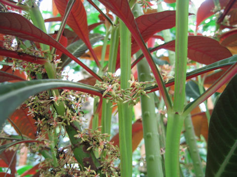Hoffmannia ghiesbreghtii