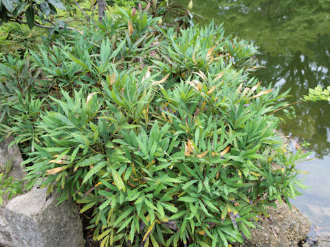 Mahonia fortunei