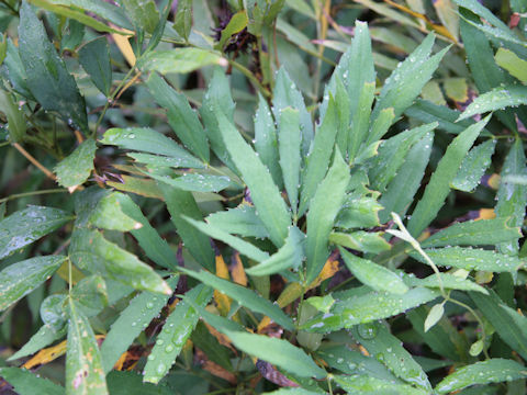 Mahonia fortunei