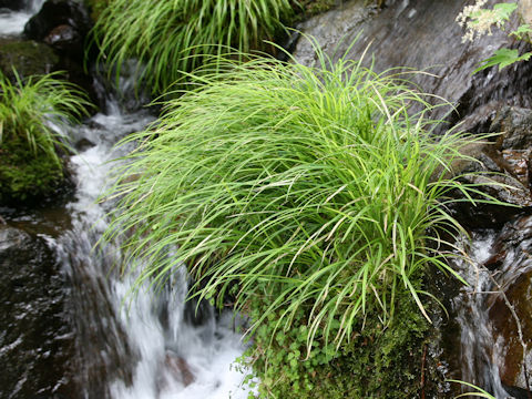 Carex temnolepis