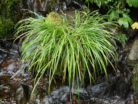 Carex temnolepis