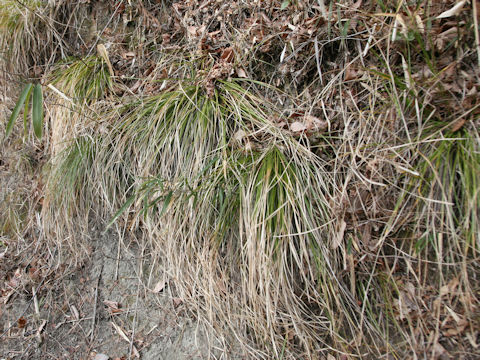 Carex temnolepis