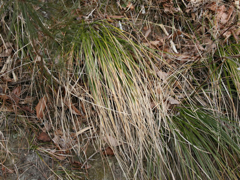 Carex temnolepis