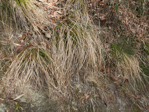 Carex temnolepis