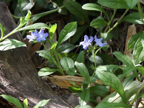 Lithospermum zollingeri
