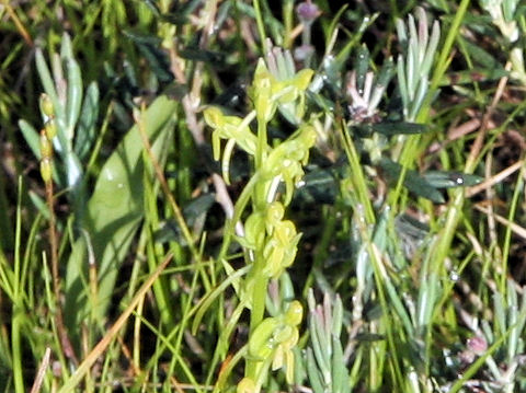 Platanthera tipuloides
