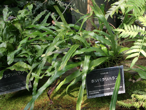 Lepisorus boninensis