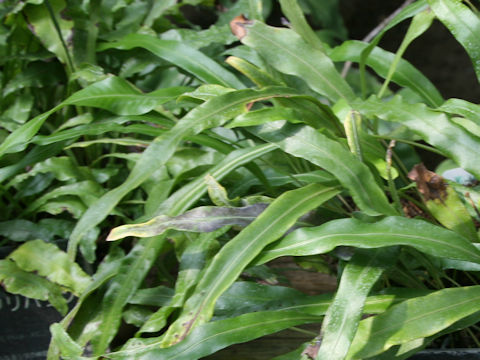 Lepisorus boninensis