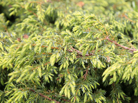 Juniperus communis var. hondoensis